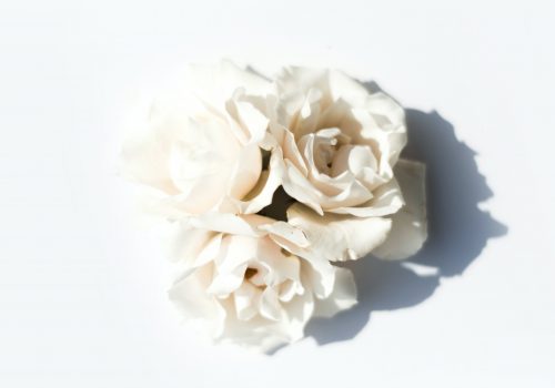 white_rose